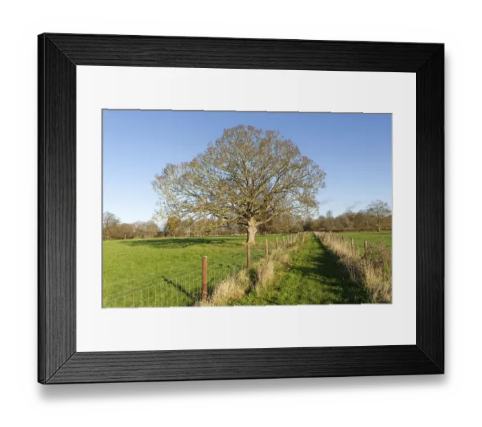 Framed Print : Footpath across field with leafless sycamore tree