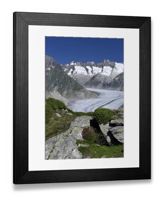 Framed Print : Great Aletsch Glacier, Rusty-leaved alpenrose (Rhododendron hirsutum)