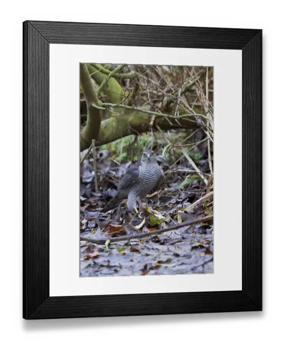 Framed Print : Eurasian Sparrowhawk (Accipiter nisus) female with Water Rail prey