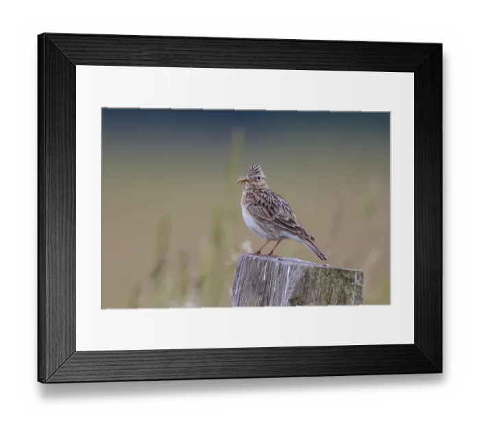 Framed Print : Eurasian Skylark (Alauda arvensis) perched on pale with food in beak