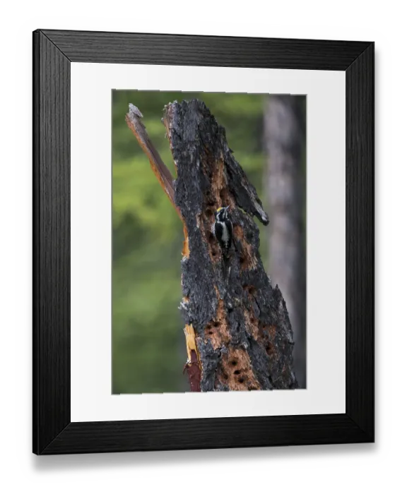 Framed Print : Eurasian Three-toed Woodpecker (Picoides tridactylus) male perched on tree