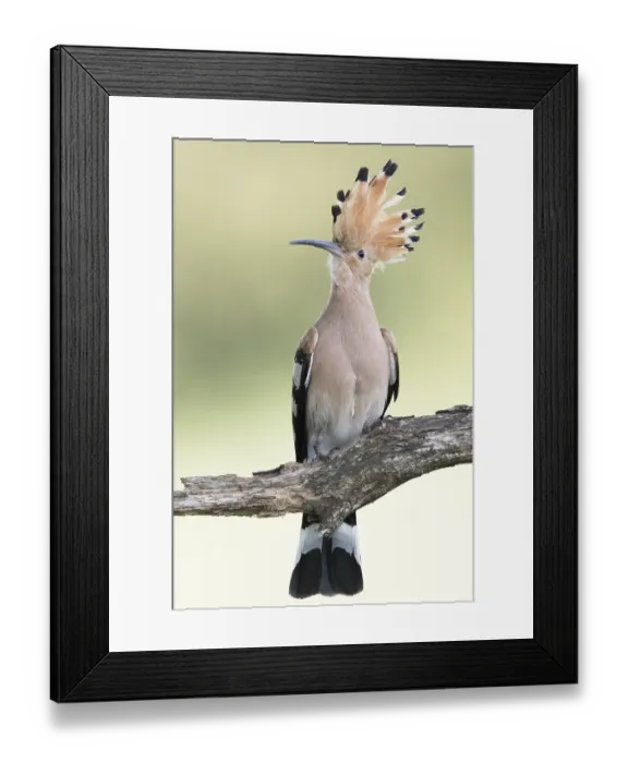 Framed Print : Eurasian Hoopoe (Upupa epops) perched on a branch
