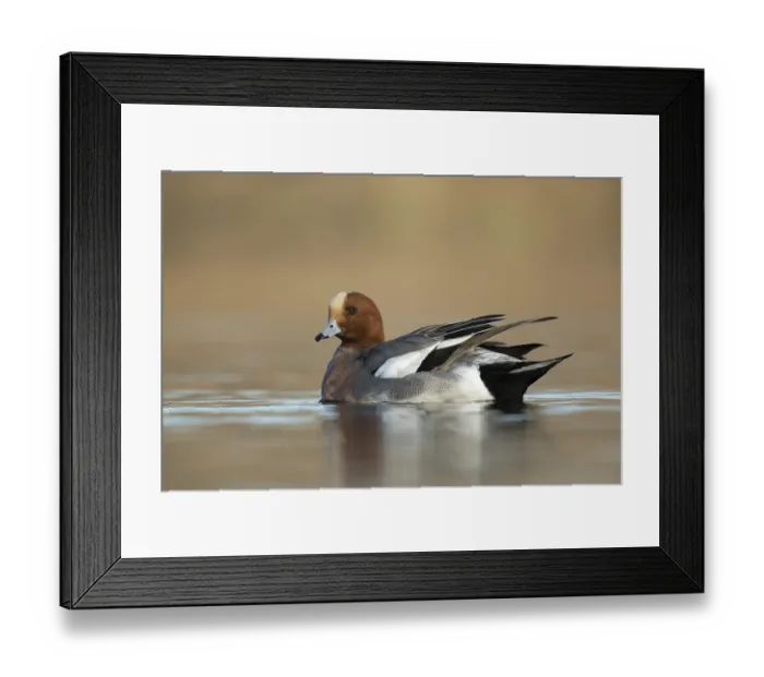 Framed Print : Smient laag standpunt, Eurasian Wigeon low point of view