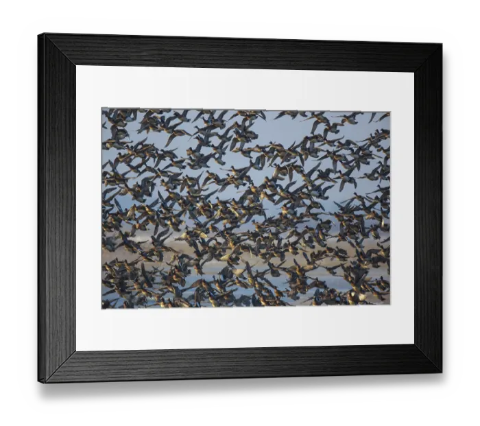 Framed Print : Eurasian Wigeon (Mareca penelope) large group in flight Framed Print : Eurasian Wigeon (Mareca penelope) large group in flight