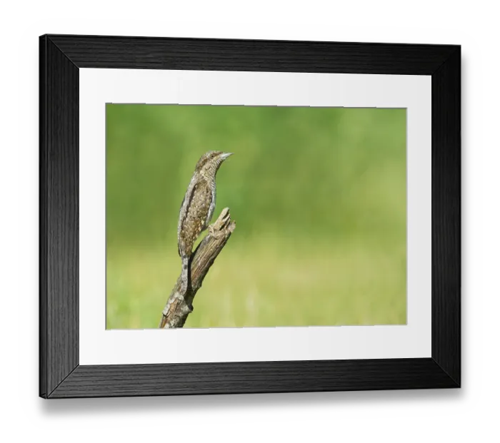 Framed Print : Eurasian Wryneck (Jynx torquilla) perched on a branch Framed Print : Eurasian Wryneck (Jynx torquilla) perched on a branch