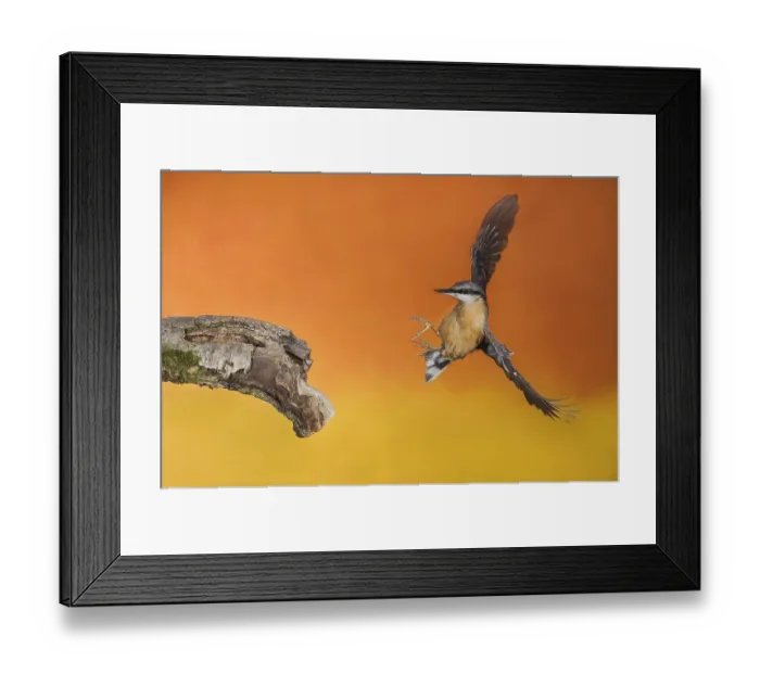 Framed Print : Eurasian Nuthatch (Sitta europaea) landing on a branch Framed Print : Eurasian Nuthatch (Sitta europaea) landing on a branch
