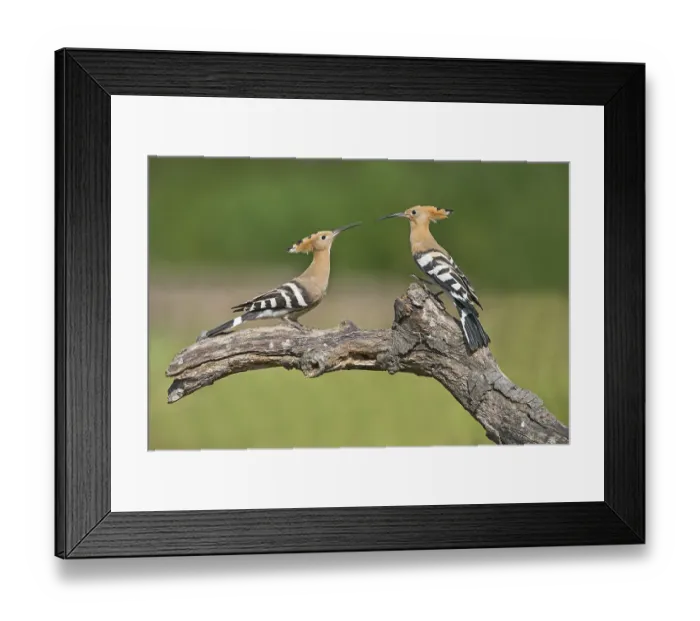 Framed Print : Eurasian Hoopoe (Upupa epops) fighting