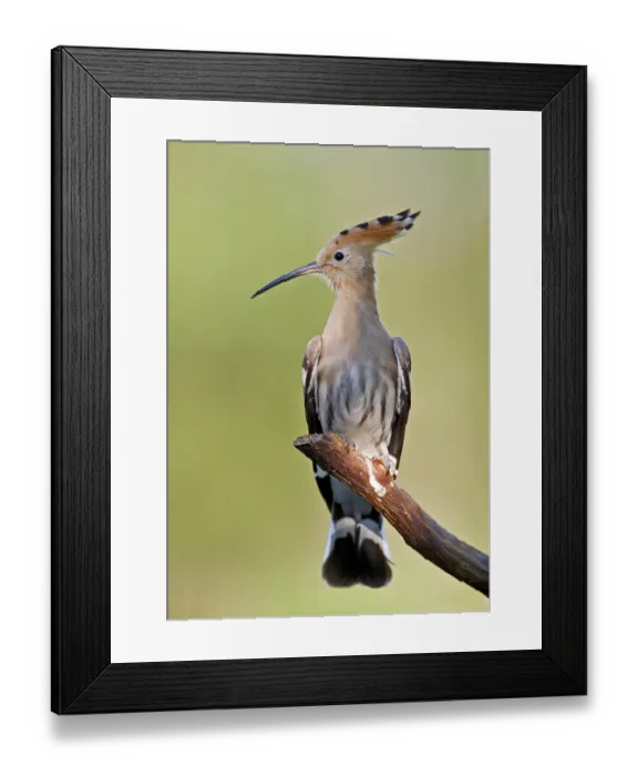 Framed Print : Eurasian Hoopoe (Upupa epops) perched on a branch