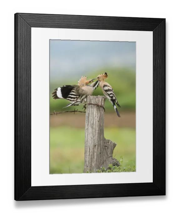 Framed Print : Eurasian Hoopoe (Upupa epops) fighting for perch Framed Print : Eurasian Hoopoe (Upupa epops) fighting for perch