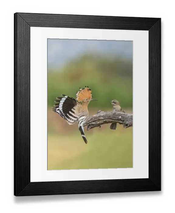 Framed Print : Eurasian Hoopoe & Red-backed Shrike (Upupa epops & Lanius collurio) perched on a branch