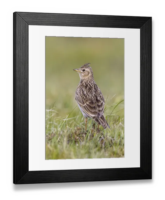 Framed Print : Eurasian Skylark (Alauda arvensis) in field Framed Print : Eurasian Skylark (Alauda arvensis) in field