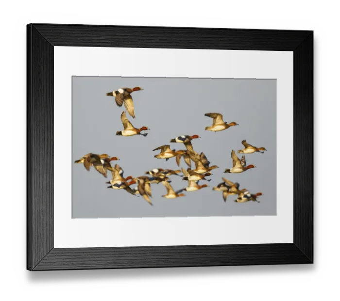 Framed Print : Eurasian Wigeon (Mareca penelope) group flying