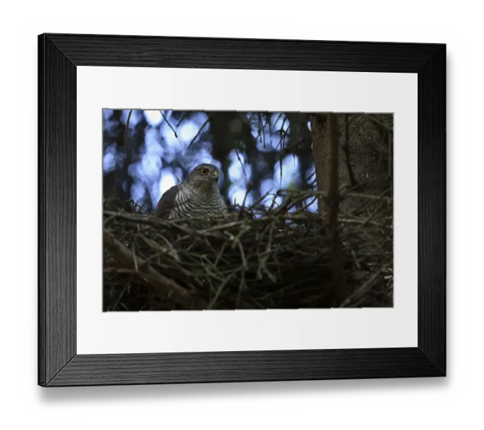 Framed Print : Eurasian Sparrowhawk (Accipiter nisus) female in nest