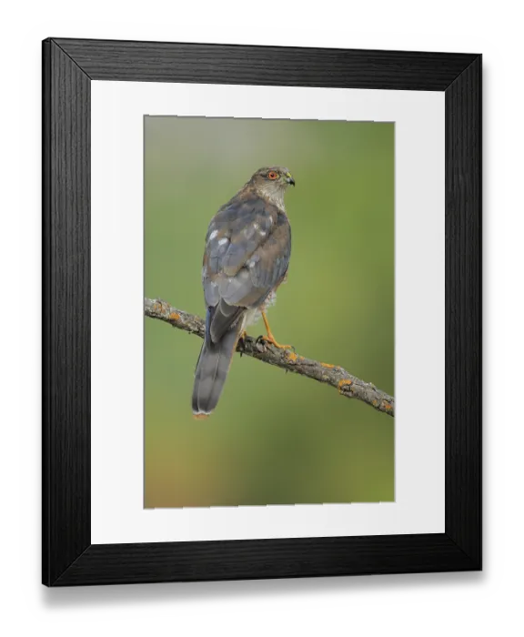 Framed Print : Eurasian Sparrowhawk (Accipiter nisus) male