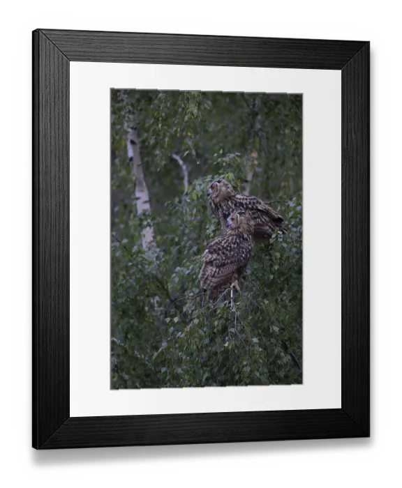 Framed Print : Eurasian Eagle-Owl (Bubo bubo) Framed Print : Eurasian Eagle-Owl (Bubo bubo)