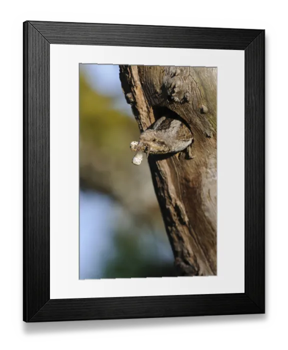 Framed Print : Eurasian Wryneck (Jynx torquilla) cleaning fecal sac out of nest cavity Framed Print : Eurasian Wryneck (Jynx torquilla) cleaning fecal sac out of nest cavity