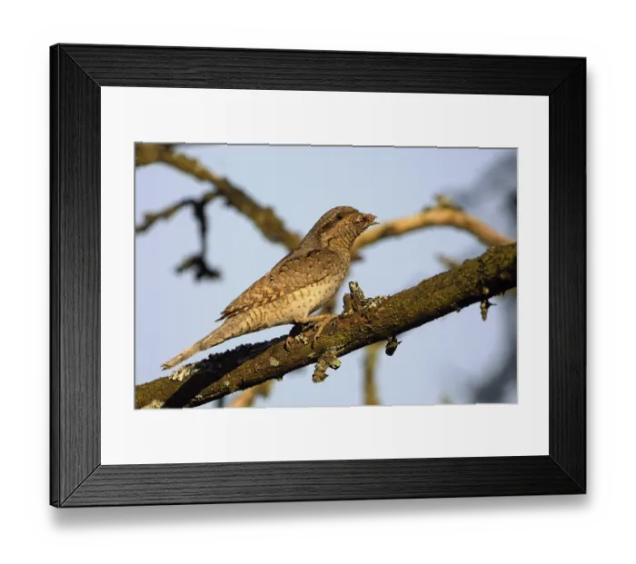Framed Print : Eurasian Wryneck (Jynx torquilla) carrying ant eggs to feed young