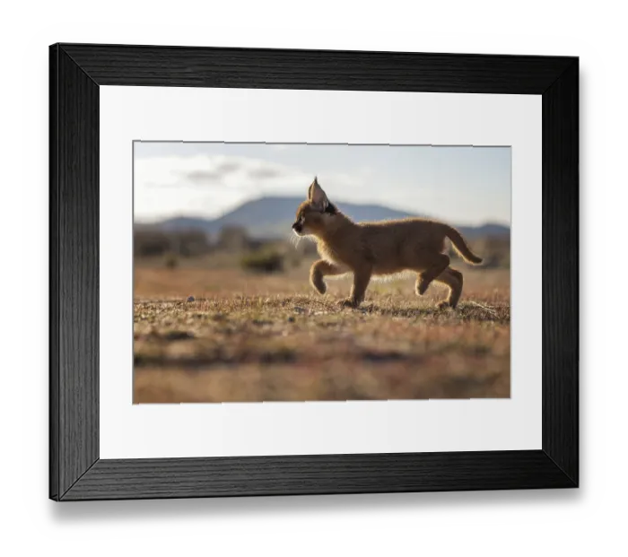 Framed Print : Caracal (Caracal caracal) cub walking in backlight