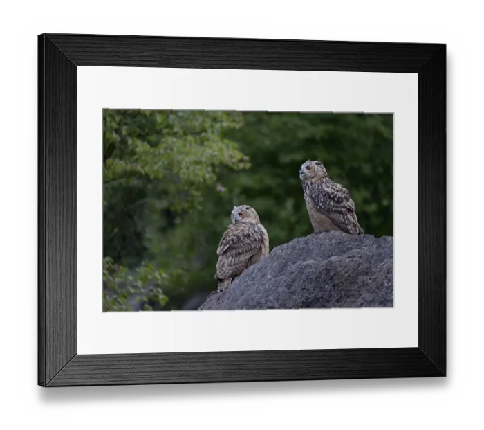 Framed Print : Eurasian Eagle-Owl (Bubo bubo) juveniles perched on a rock