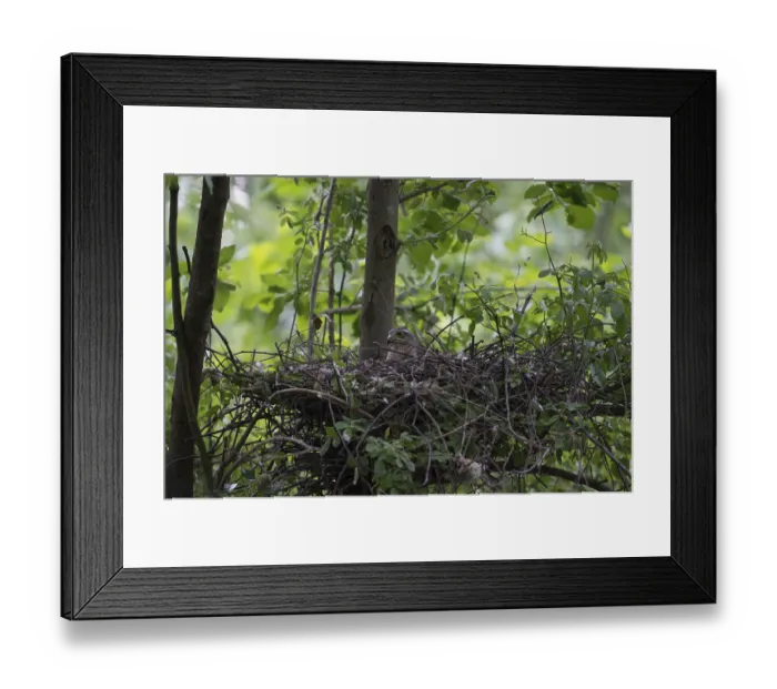 Framed Print : Eurasian Sparrowhawk (Accipiter nisus) female incubating Framed Print : Eurasian Sparrowhawk (Accipiter nisus) female incubating