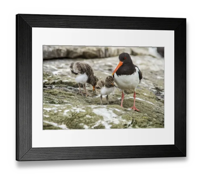 Framed Print : Eurasian Oystercatcher (Haematopus ostralegus) adult and chick Framed Print : Eurasian Oystercatcher (Haematopus ostralegus) adult and chick