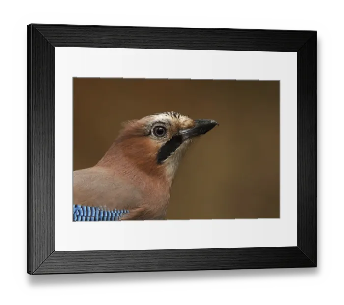 Framed Print : Eurasian Jay (Garrulus glandarius) Framed Print : Eurasian Jay (Garrulus glandarius)