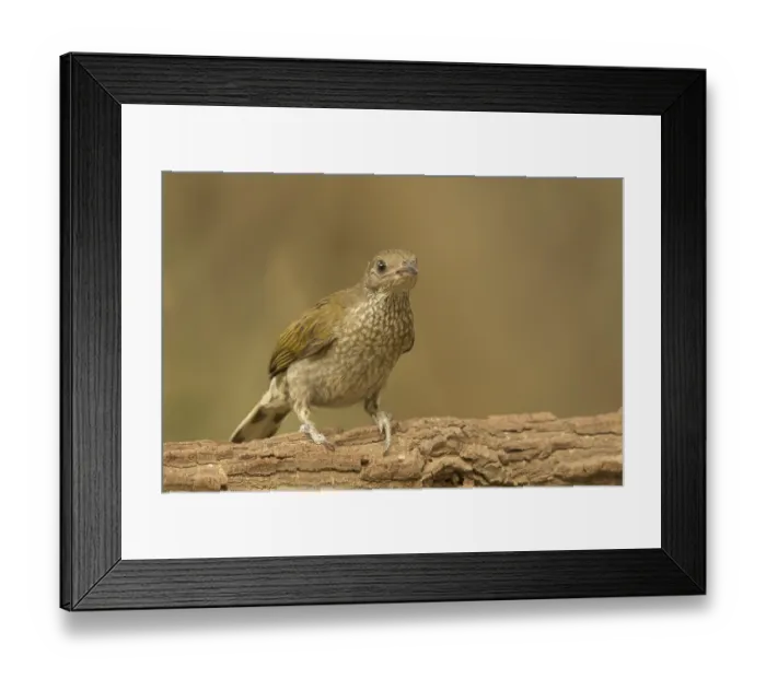 Framed Print : Spotted Honeyguide (Indicator maculatus)