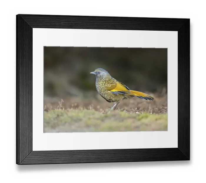 Framed Print : Scaly Laughingthrush (Trochalopteron subunicolor)