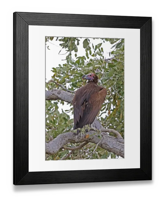 Framed Print : Lappet-faced Vulture, Torgos tracheliotus Framed Print : Lappet-faced Vulture, Torgos tracheliotus