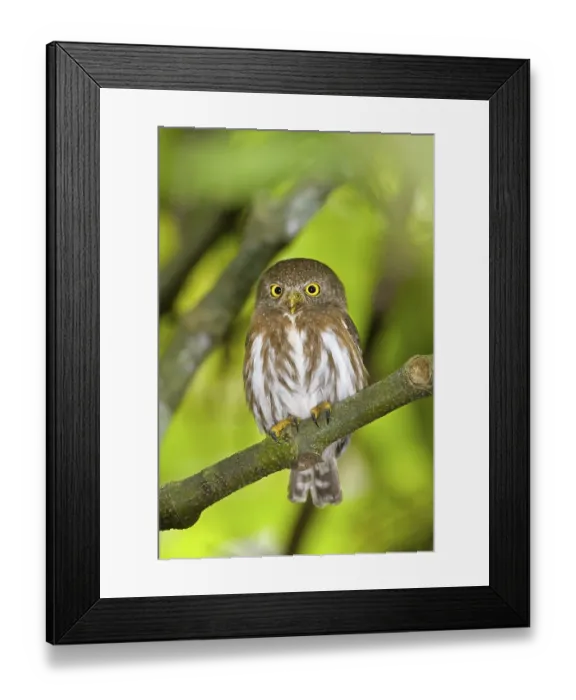 Framed Print : Colima Pygmy-Owl Glaucidium palmarum La Bajada