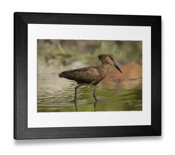 Framed Print : Hamerkop (Scopus umbretta), Gambia, Africa