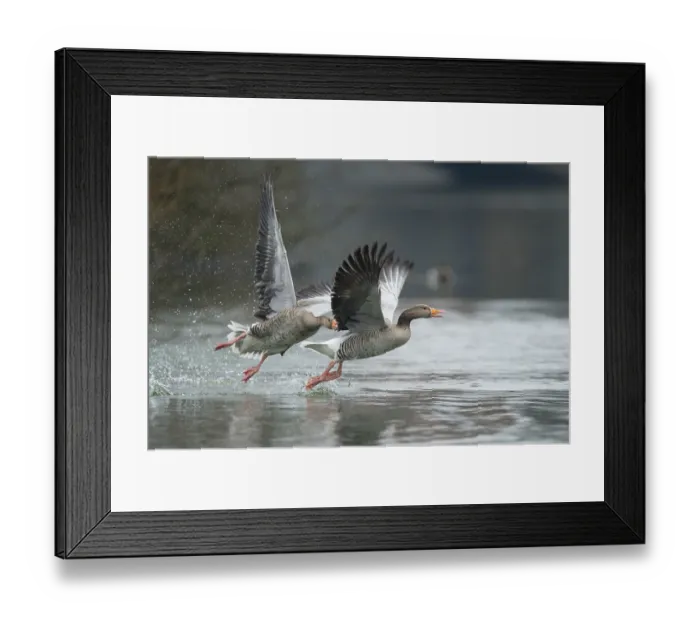 Framed Print : Greylag Goose (Anser anser) wrangling