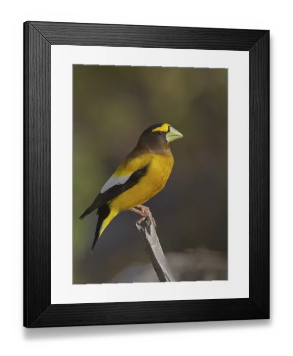 Framed Print : Evening Grosbeak (Hesperiphona vespertina) male