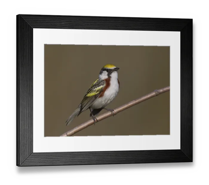 Framed Print : Chestnut-sided Warbler (Setophaga pensylvanica) male