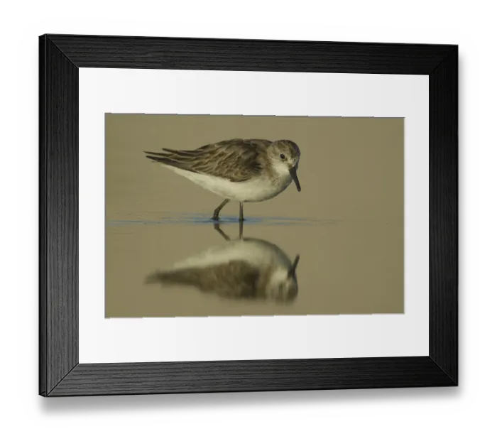 Framed Print : Little Stint (Calidris minuta) foraging Framed Print : Little Stint (Calidris minuta) foraging