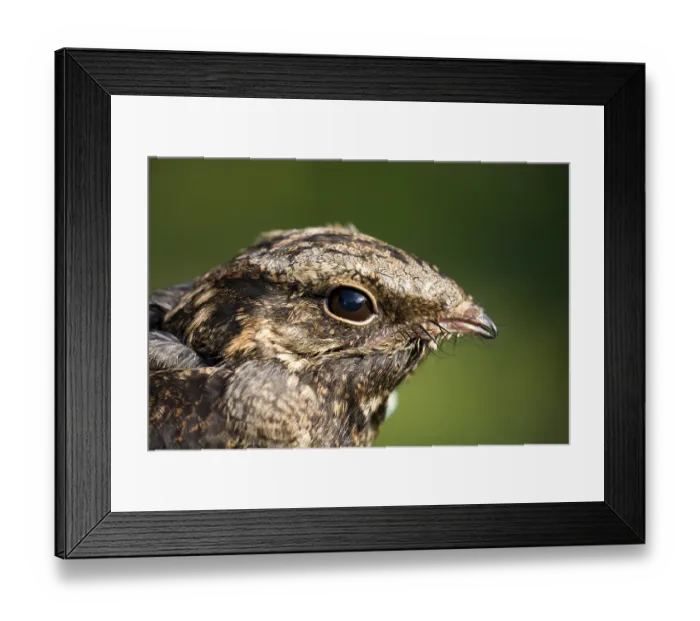 Framed Print : European Nightjar (Caprimulgus europaeus) Framed Print : European Nightjar (Caprimulgus europaeus)