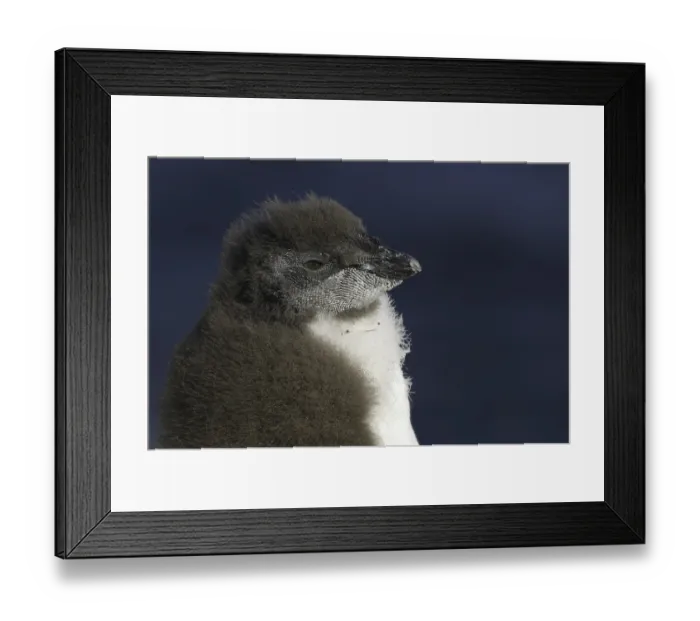 Framed Print : Southern Rockhopper Penguin (Eudyptes chrysocome) Framed Print : Southern Rockhopper Penguin (Eudyptes chrysocome)