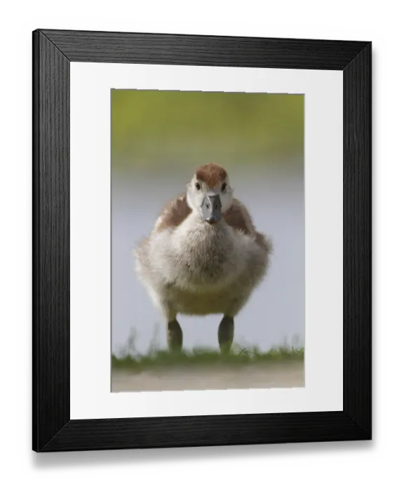 Framed Print : Egyptian Goose (Alopochen aegyptiaca) juvenile
