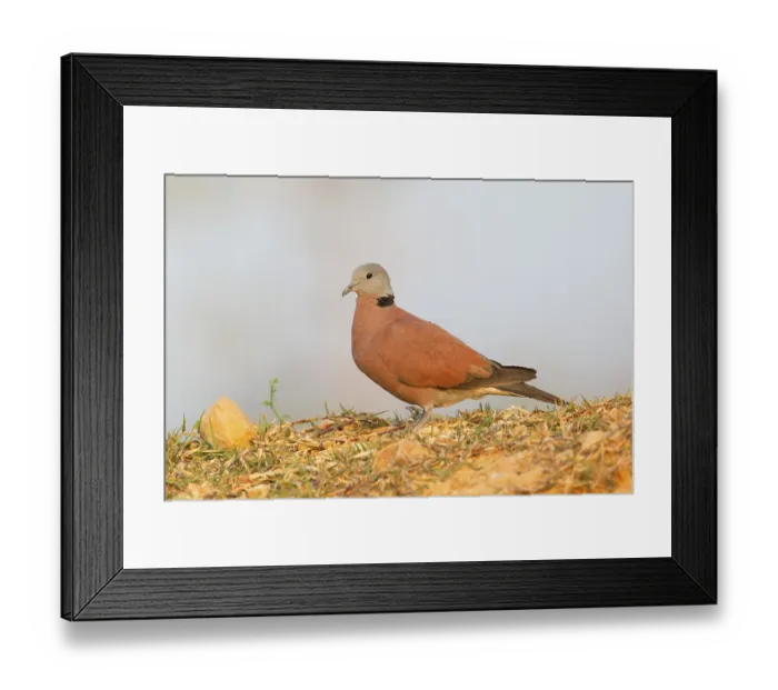 Framed Print : Red Turtle Dove (Streptopelia tranquebarica) male
