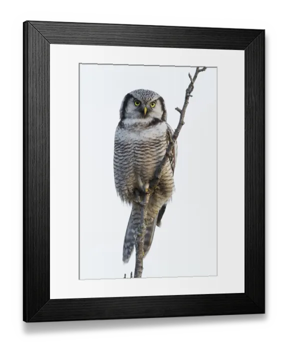 Framed Print : Surnia ulula Framed Print : Surnia ulula