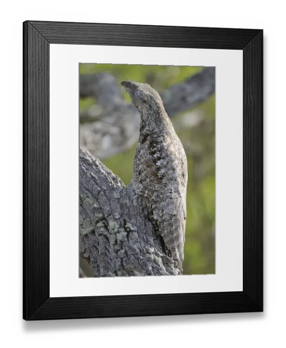 Framed Print : Great Potoo (Nyctibius grandis) Framed Print : Great Potoo (Nyctibius grandis)