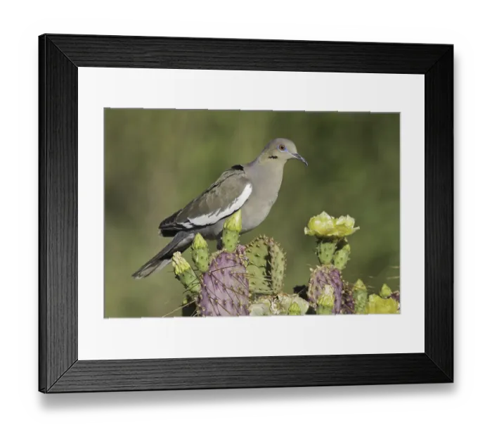 Framed Print : White-winged Dove (Zenaida asiatica)