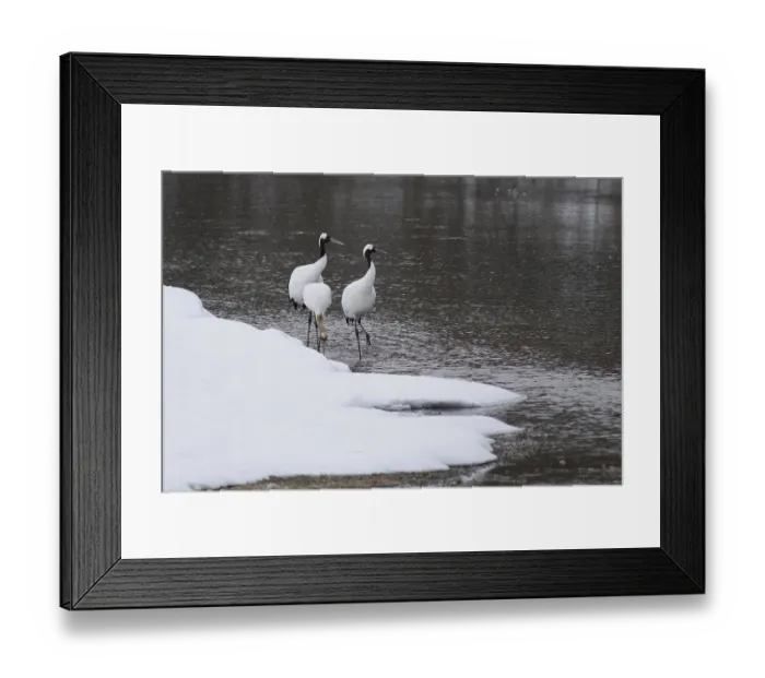 Framed Print : Red-crowned Crane (Grus japonensis)