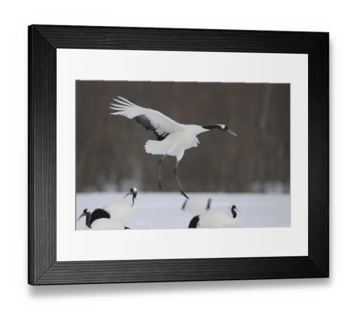 Framed Print : Red-crowned Crane (Grus japonensis) flying