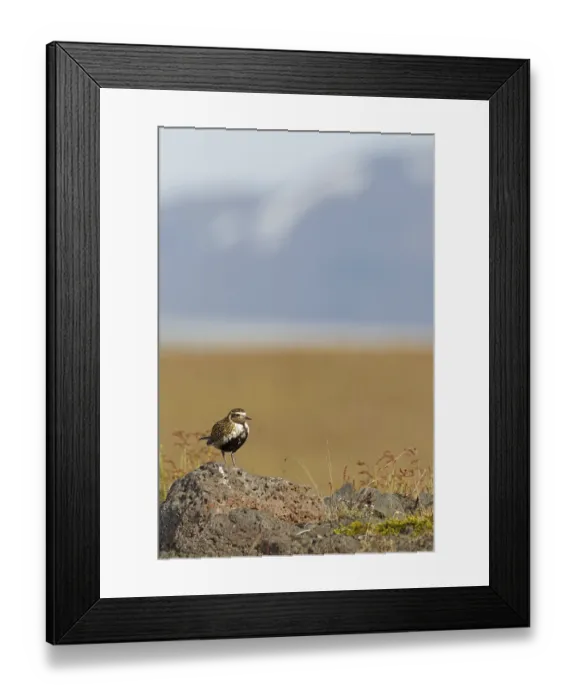 Framed Print : European Golden Plover (Pluvialis apricaria) Framed Print : European Golden Plover (Pluvialis apricaria)