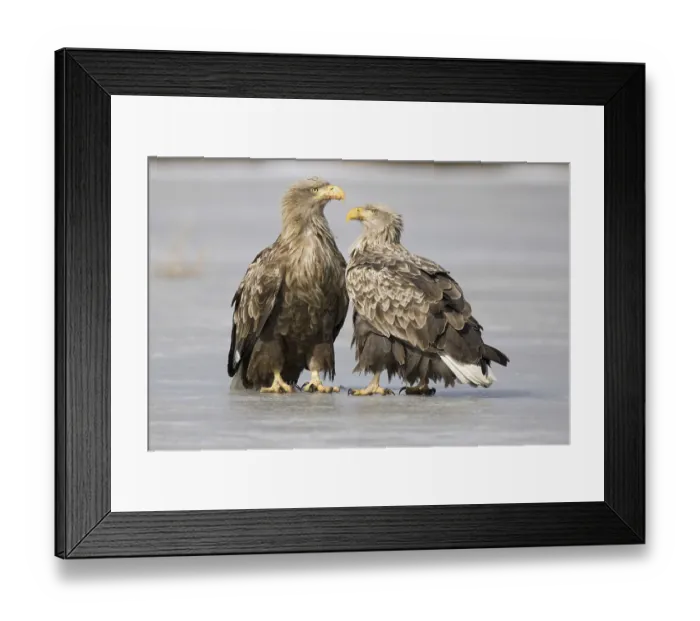 Framed Print : White-tailed Eagle (Haliaeetus albicilla) Framed Print : White-tailed Eagle (Haliaeetus albicilla)