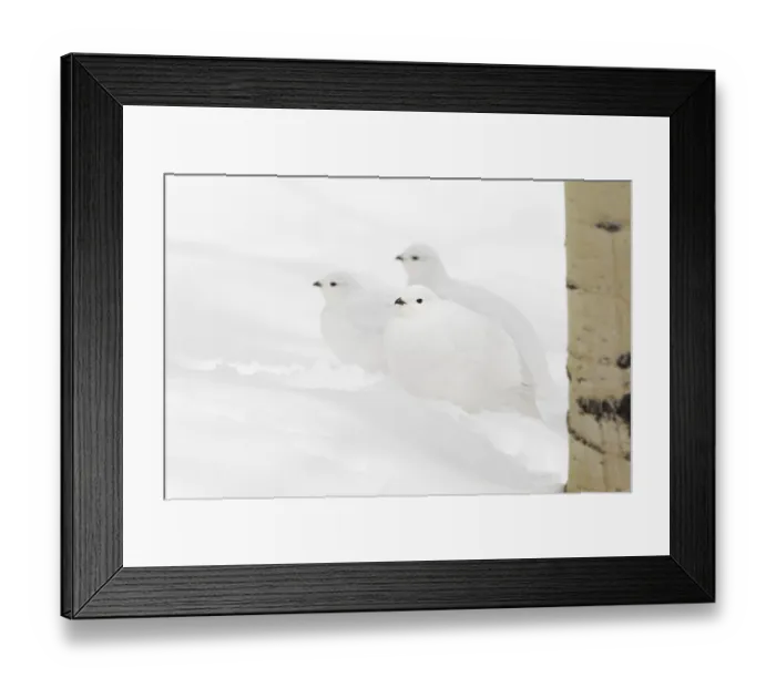 Framed Print : White-tailed Ptarmigan (Lagopus leucura) Framed Print : White-tailed Ptarmigan (Lagopus leucura)