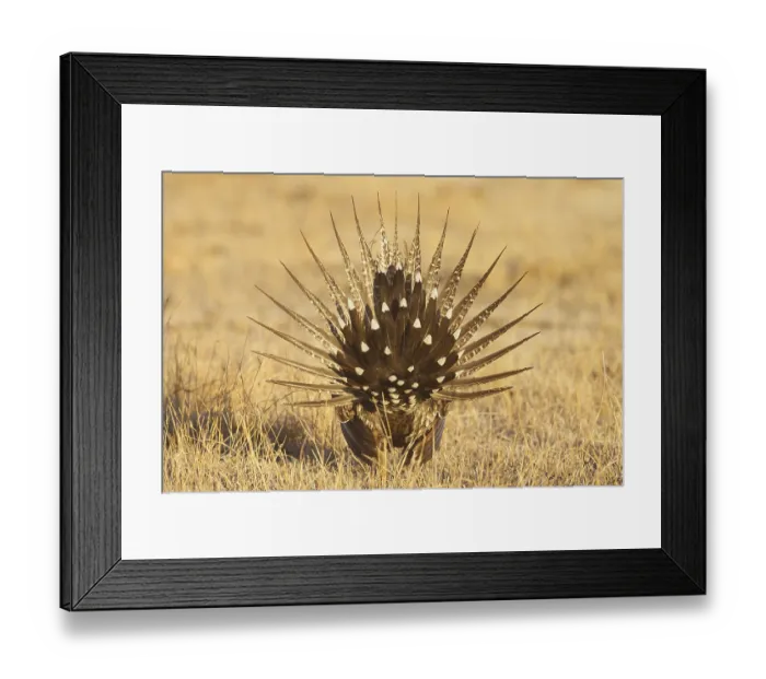 Framed Print : Sage Grouse (Centrocercus urophasianus) male mating Framed Print : Sage Grouse (Centrocercus urophasianus) male mating
