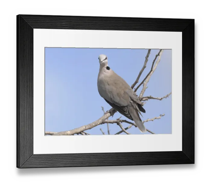 Framed Print : Ring-necked Dove (Streptopelia capicola)