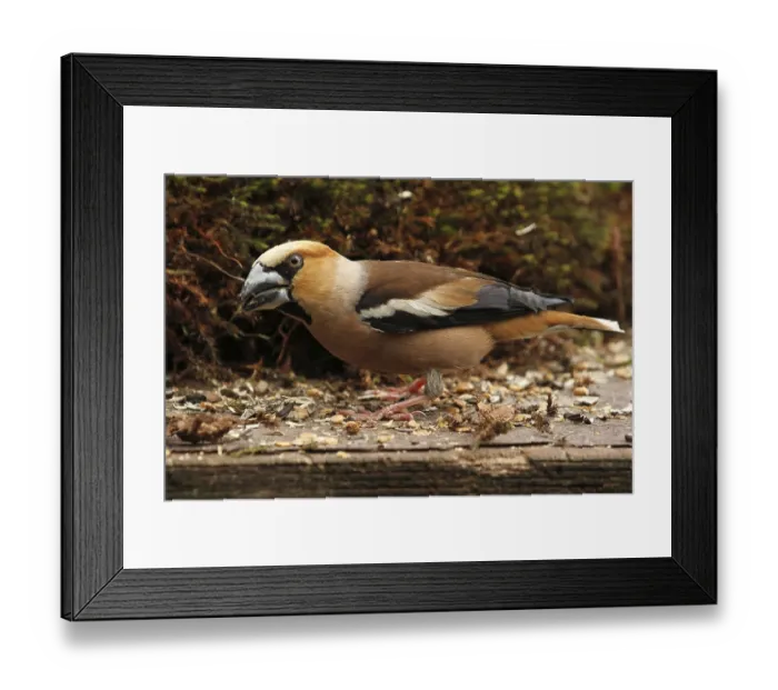Framed Print : Hawfinch (Coccothraustes coccothraustes) Framed Print : Hawfinch (Coccothraustes coccothraustes)